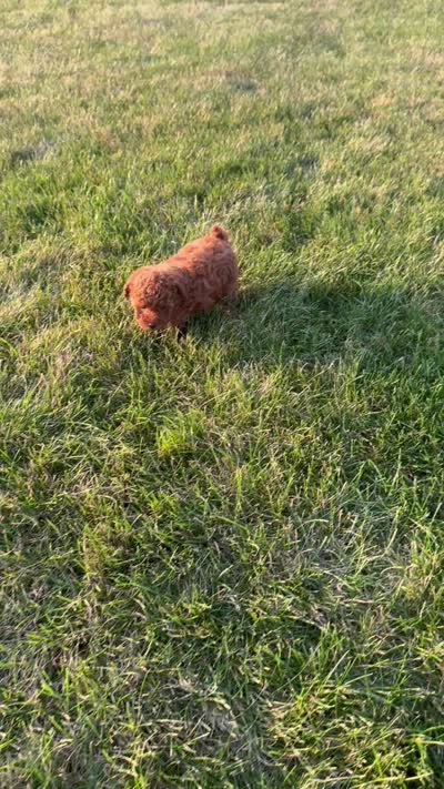 Ari, a female Poodle - Toy  for sale in Goshen, IN – 6 of 6