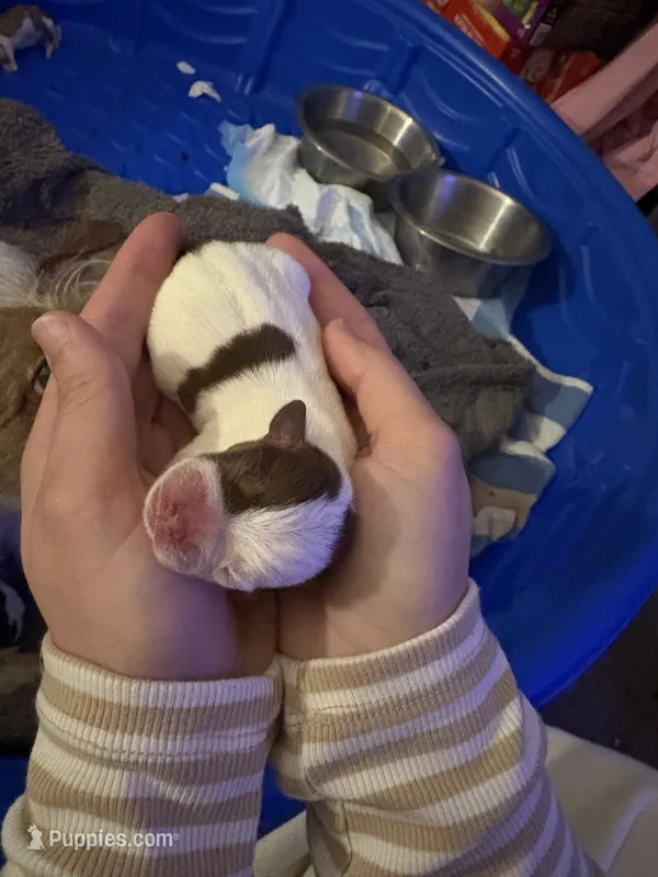 N/A – Chihuahua, Shih Tzu puppy for sale in Rutland, MA