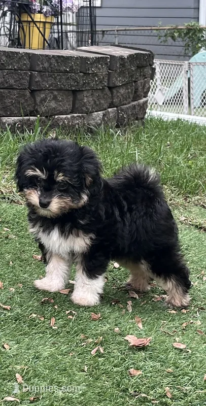 Levi – Miniature Aussiedoodle puppy for sale in Ankeny, IA