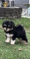 Levi, a male Miniature Aussiedoodle for sale in Ankeny, IA – 1 of 6
