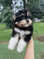 Levi, a male Miniature Aussiedoodle for sale in Ankeny, IA – 4 of 6