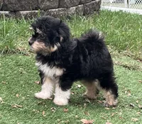 Levi, a male Miniature Aussiedoodle for sale in Ankeny, IA – 3 of 6