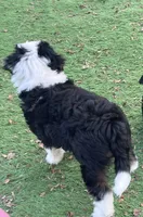 Ava Nicole, a female Miniature Aussiedoodle for sale in Ankeny, IA – 7 of 8
