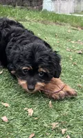 Ross, a male Australian Shepherd and Miniature Aussiedoodle for sale in Ankeny, IA – 4 of 10