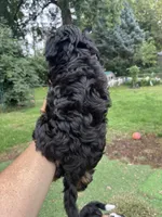 Levi, a male Miniature Aussiedoodle for sale in Ankeny, IA – 5 of 6
