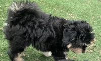 Levi, a male Miniature Aussiedoodle for sale in Ankeny, IA – 2 of 6