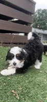 Ava Nicole, a female Miniature Aussiedoodle for sale in Ankeny, IA – 2 of 8