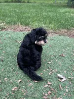 Levi, a male Australian Shepherd and Miniature Aussiedoodle for sale in Ankeny, IA – 10 of 10