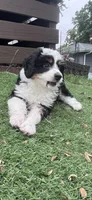 Ava Nicole, a female Miniature Aussiedoodle for sale in Ankeny, IA – 4 of 8