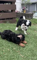 Ava Nicole, a female Miniature Aussiedoodle for sale in Ankeny, IA – 3 of 8