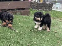 Levi, a male Miniature Aussiedoodle for sale in Ankeny, IA – 6 of 6