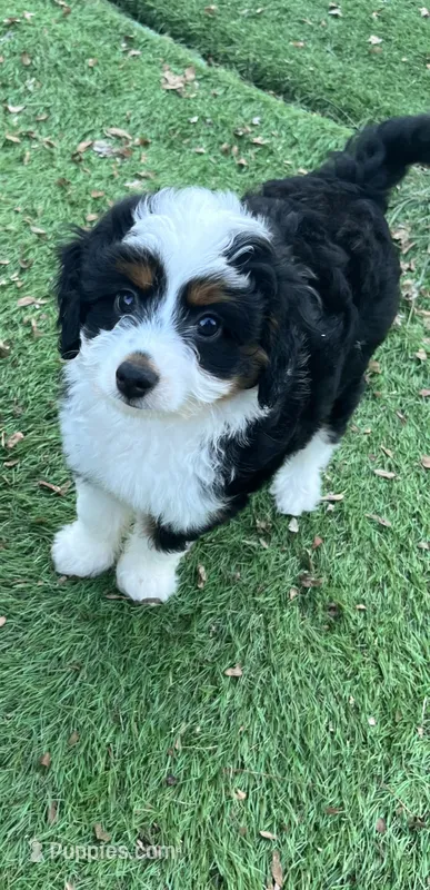 Ava Nicole – Miniature Aussiedoodle puppy for sale in Ankeny, IA