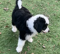 Ava Nicole, a female Miniature Aussiedoodle for sale in Ankeny, IA – 8 of 8