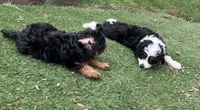 Ross, a male Australian Shepherd and Miniature Aussiedoodle for sale in Ankeny, IA – 6 of 10
