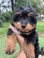 Ross, a male Australian Shepherd and Miniature Aussiedoodle for sale in Ankeny, IA – 2 of 10