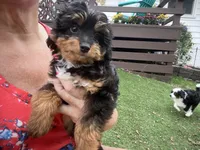 Ross, a male Miniature Aussiedoodle for sale in Ankeny, IA – 3 of 7