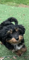 Ross, a male Miniature Aussiedoodle for sale in Ankeny, IA – 5 of 7