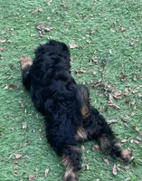 Ross, a male Miniature Aussiedoodle for sale in Ankeny, IA – 2 of 7
