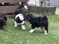Ava Nicole, a female Miniature Aussiedoodle for sale in Ankeny, IA – 6 of 8