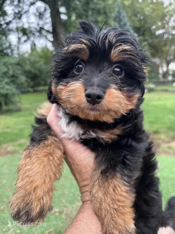 Ross – Miniature Aussiedoodle puppy for sale in Ankeny, IA