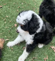 Ava Nicole, a female Miniature Aussiedoodle for sale in Ankeny, IA – 5 of 8