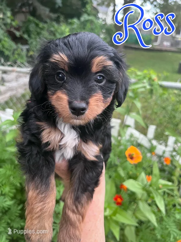 Ross – Australian Shepherd, Miniature Aussiedoodle puppy for sale in Ankeny, IA