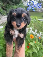 Ross, a male Australian Shepherd and Miniature Aussiedoodle for sale in Ankeny, IA – 1 of 10