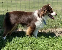 Levi, a male Australian Shepherd and Miniature Aussiedoodle for sale in Ankeny, IA – 6 of 10