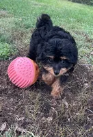 Ross, a male Miniature Aussiedoodle for sale in Ankeny, IA – 4 of 7