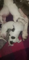 Litter, a female Dogo Argentino and American Pit Bull Terrier for sale in Tacoma, WA – Photo 3 of 4