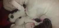 Litter of puppies, a female Dogo Argentino and American Pit Bull Terrier for sale in Tacoma, WA – Photo 9 of 10