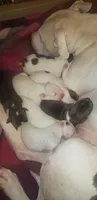 Litter of puppies, a female Dogo Argentino and American Pit Bull Terrier for sale in Tacoma, WA – Photo 5 of 10