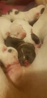 Litter of puppies, a female Dogo Argentino and American Pit Bull Terrier for sale in Tacoma, WA – Photo 3 of 10