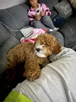 Ace Koa, a male Cockapoo for sale in Franklin, KY – Photo 4 of 5