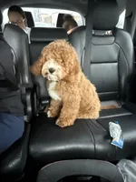 Ace Koa, a male Cockapoo for sale in Franklin, KY – Photo 3 of 5