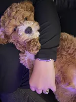 Ace Koa, a male Cockapoo for sale in Franklin, KY – Photo 2 of 5