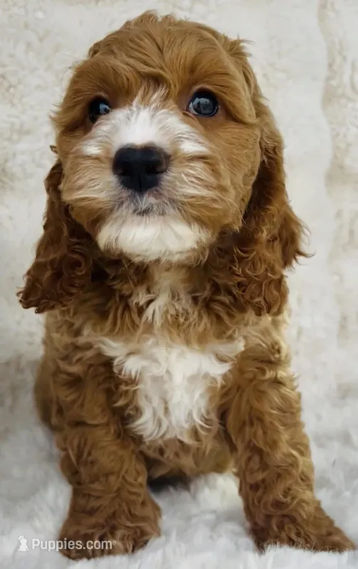 Ace Koa – Cockapoo puppy for sale in Franklin, KY