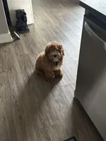 Ace Koa, a male Cockapoo for sale in Franklin, KY – Photo 5 of 5