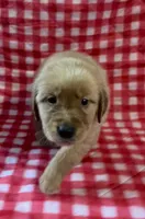Red boy, a male Golden Retriever for sale in Juliette, GA – 5 of 10