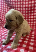 Black male, a male Golden Retriever for sale in Juliette, GA – 2 of 5