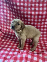 Yellow girl, a female Golden Retriever for sale in Juliette, GA – 5 of 5