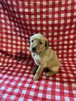 Green Boy, a male Golden Retriever for sale in Juliette, GA – 4 of 4