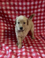 Purple girl, a female Golden Retriever for sale in Juliette, GA – 2 of 4