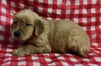 Red boy, a male Golden Retriever for sale in Juliette, GA – 9 of 10
