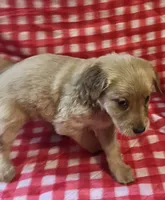 Orange girl, a female Golden Retriever for sale in Juliette, GA – 2 of 4