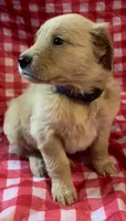 Purple girl, a female Golden Retriever for sale in Juliette, GA – 3 of 4