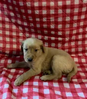 Green Boy, a male Golden Retriever for sale in Juliette, GA – 2 of 4