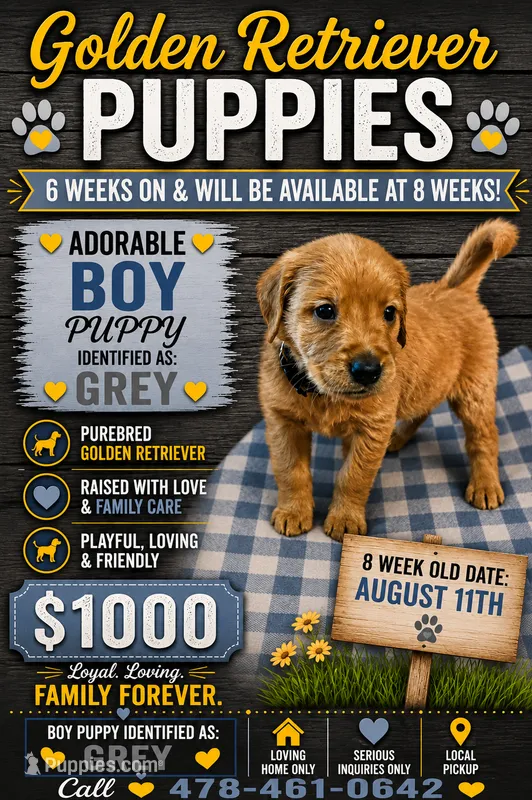 Grey Boy – Golden Retriever puppy for sale in Juliette, GA