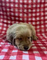 Black male, a male Golden Retriever for sale in Juliette, GA – 5 of 5