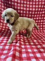 Pink Girl, a female Golden Retriever for sale in Juliette, GA – 4 of 7